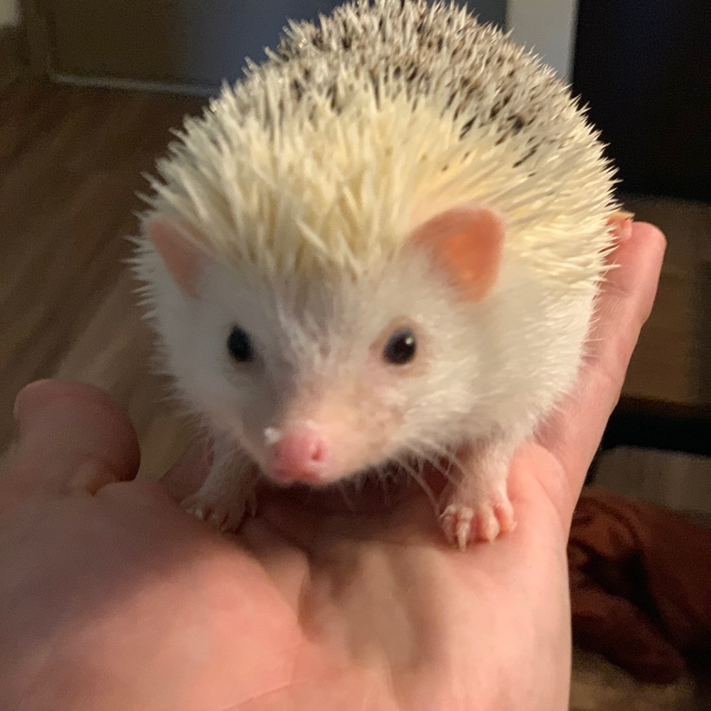 Meet your Posher, Corey